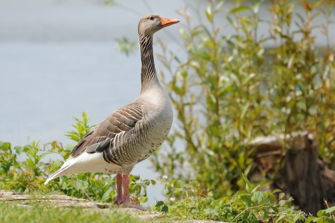 Домашняя птица Гусь
