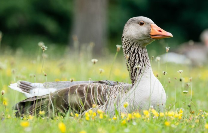 Шадринская (Уральская) порода гусей