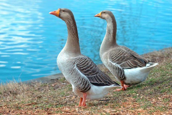 Селезень гуся серый