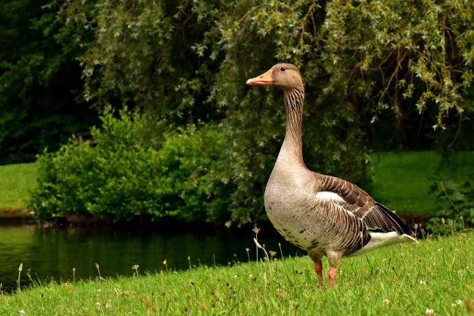 Утка утка дикий Гусь