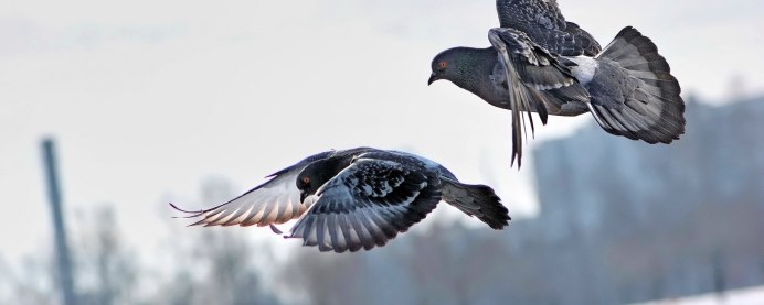 Голуби Сизари в полете