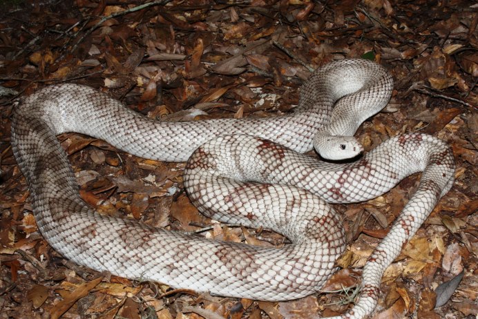 Pituophis catenifer sayi White Sided