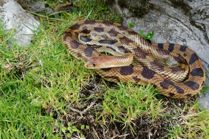 Pituophis melanoleucus