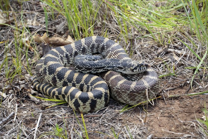 Pituophis catenifer