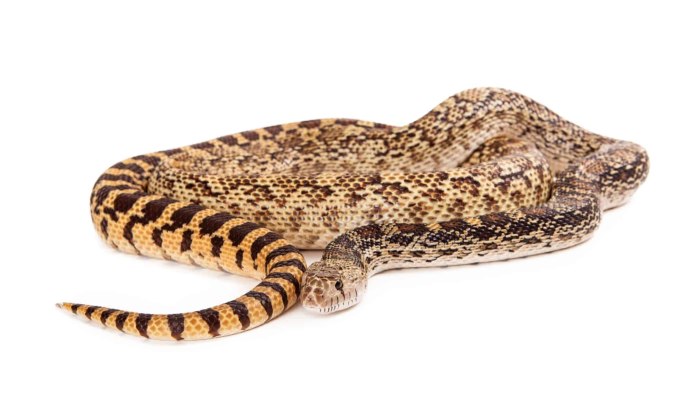 Pituophis catenifer affinis