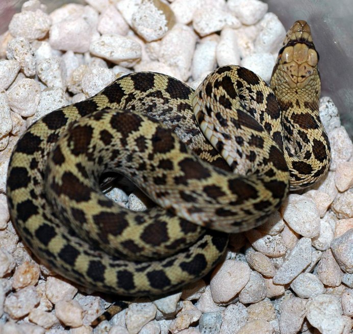 Harmless Snake