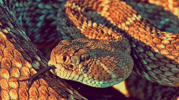 Pituophis catenifer "Albino."