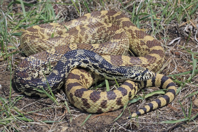 Pituophis catenifer affinis