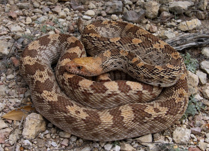 Pituophis melanoleucus