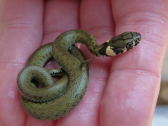 Farancia erytrogramma змея