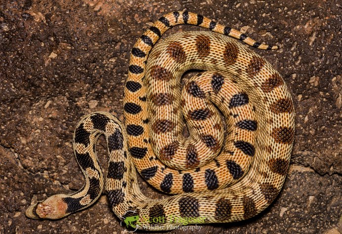 Pituophis catenifer