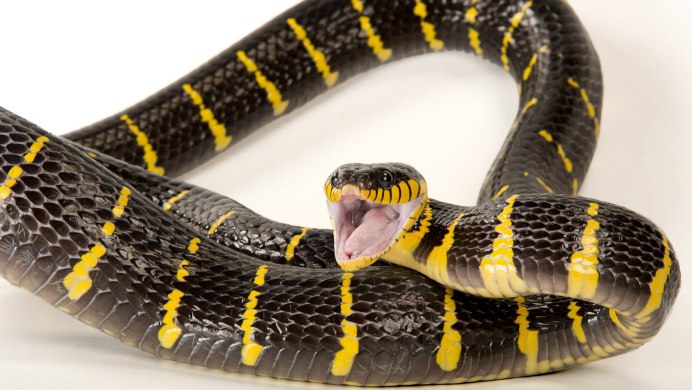 Vampire Snake HD 1080p