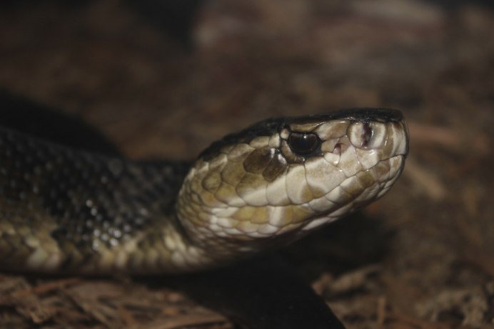 Copperhead Snake