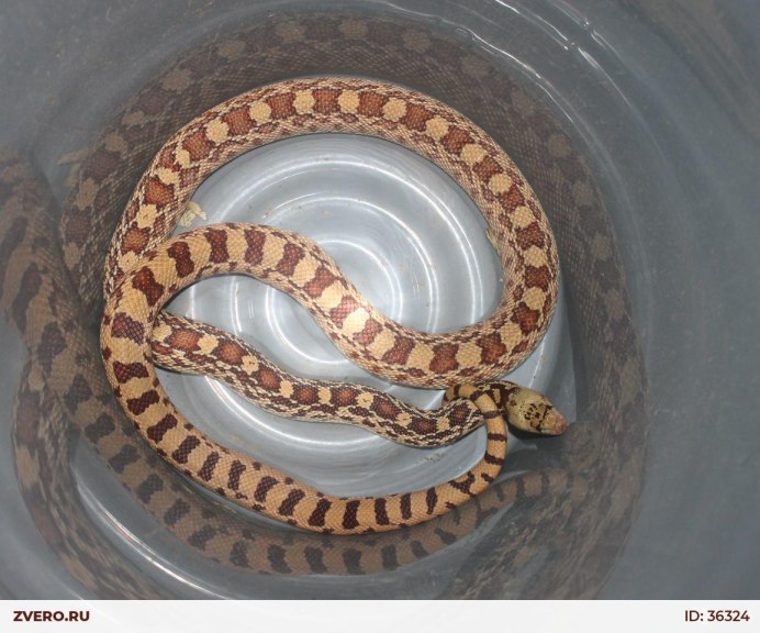 Pituophis catenifer