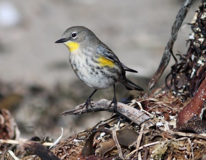 Серый Дрозд (Grey Catbird)