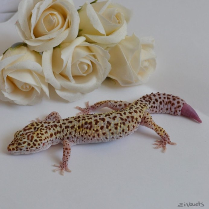 Эублефар синий