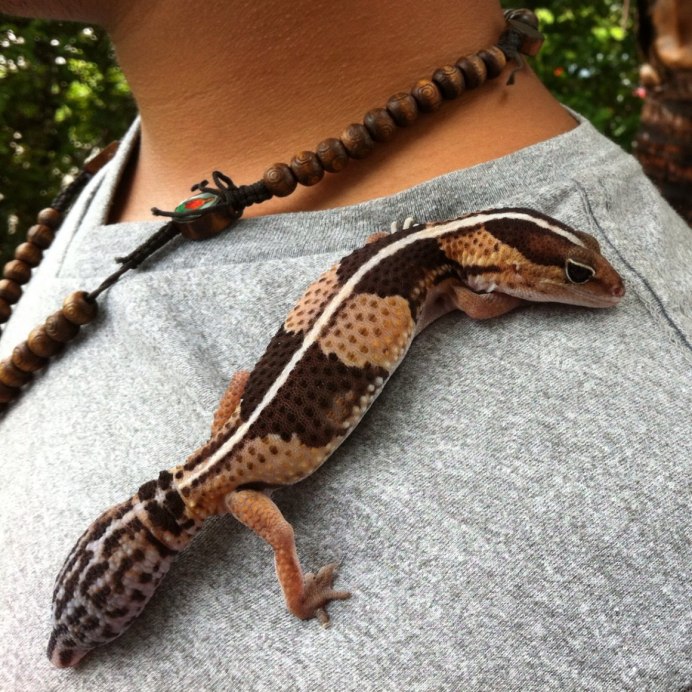 Геккон гемик