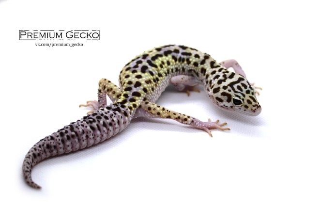 Эублефар самка взрослая