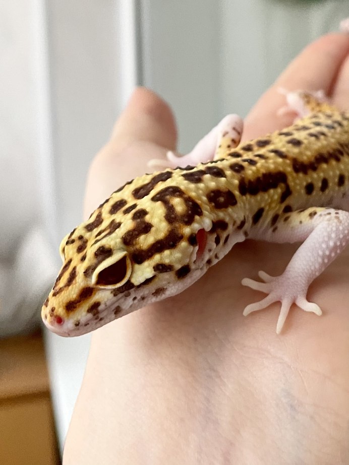 Эублефар вторичный хвост