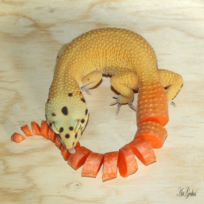 Эублефар хвост