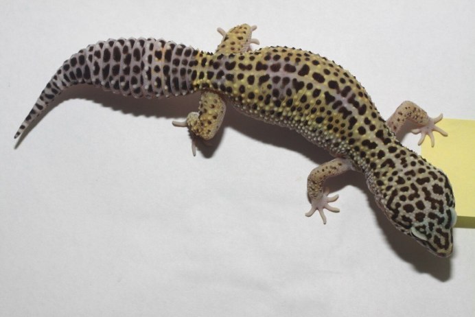 Эублефар вторичный хвост