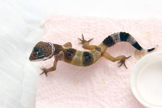 Геккон эублефар Вклубочке