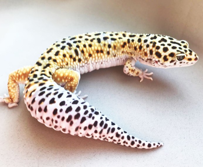 Эублефар морфы Blood