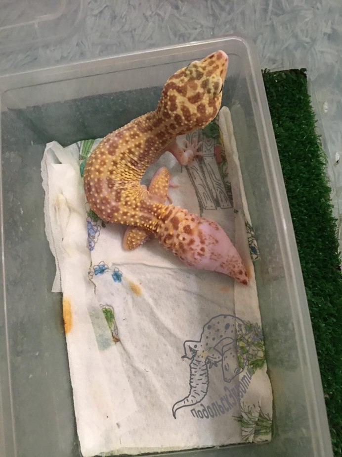 Эублефар вторичный хвост