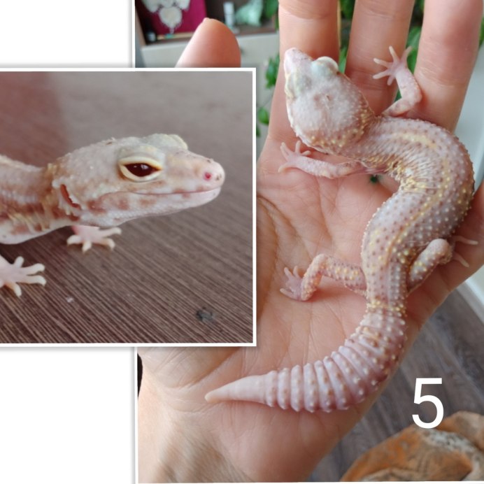 Эублефар улыбка желтые с точечками