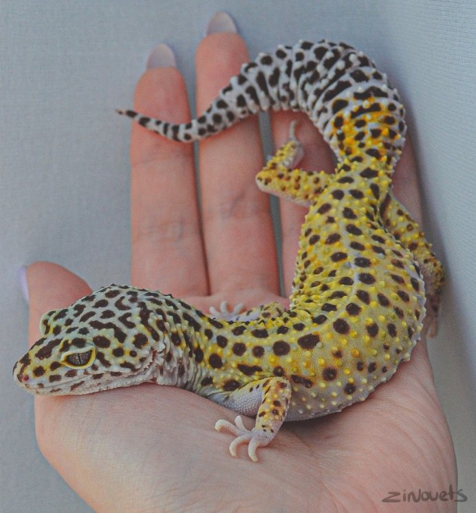 Эублефар Планета экзотики