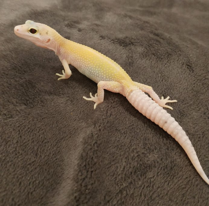 Эублефар вторичный хвост