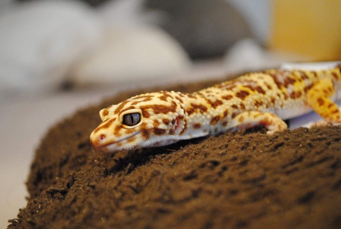 Геккон эублефар хвост