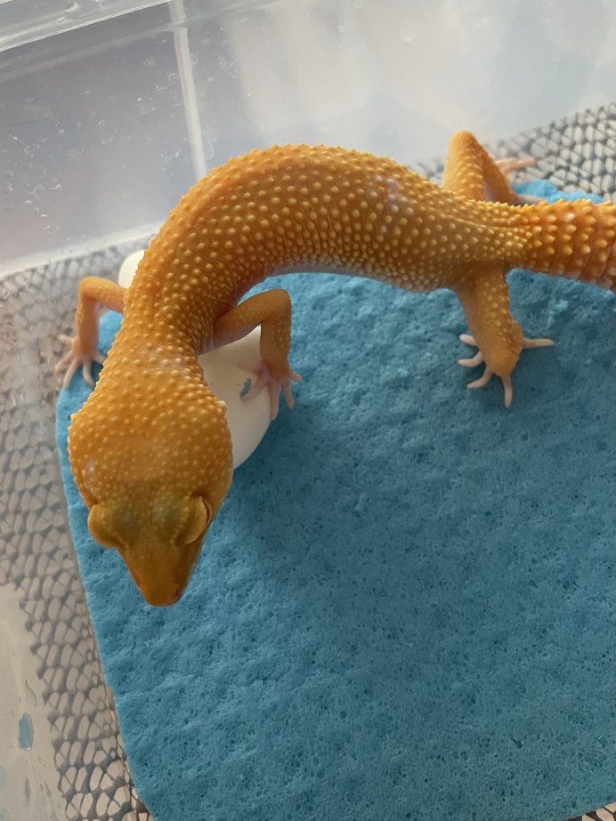 Ящерица эублефар Mack Snow Зебра