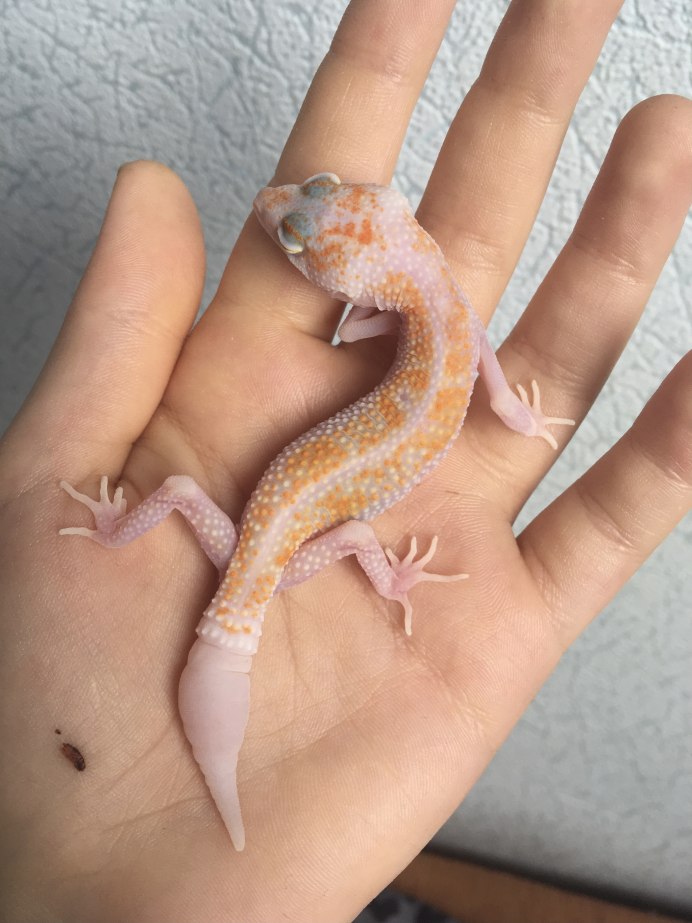 Драконий эублефар