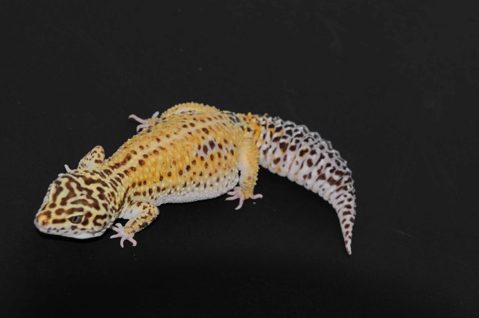 Эублефар Кевин