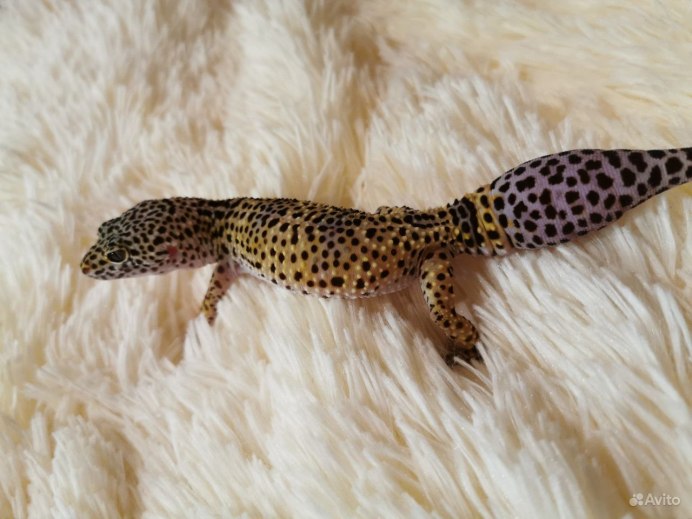 Эублефар хвост