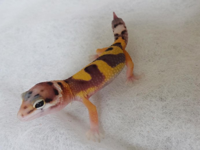 Рептилии для дома