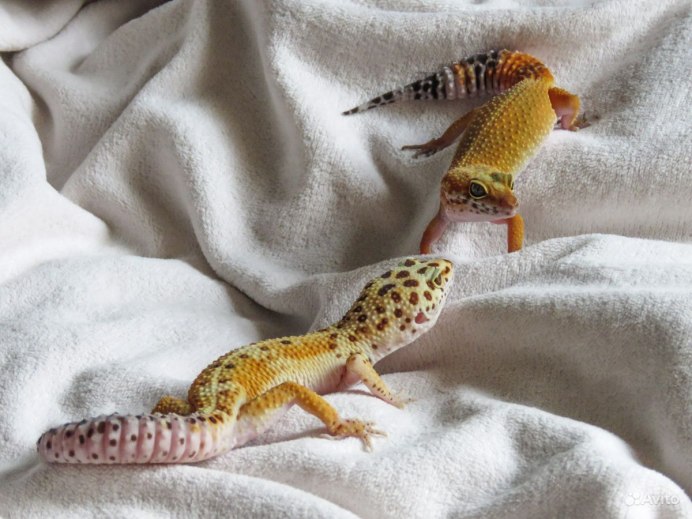 Ящерица пикабу