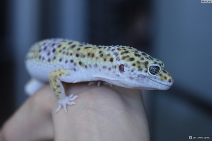 Эублефар POS Tangerine