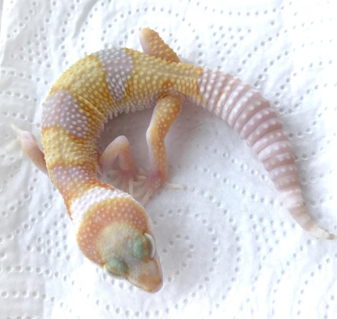 Геккон эублефар малыш