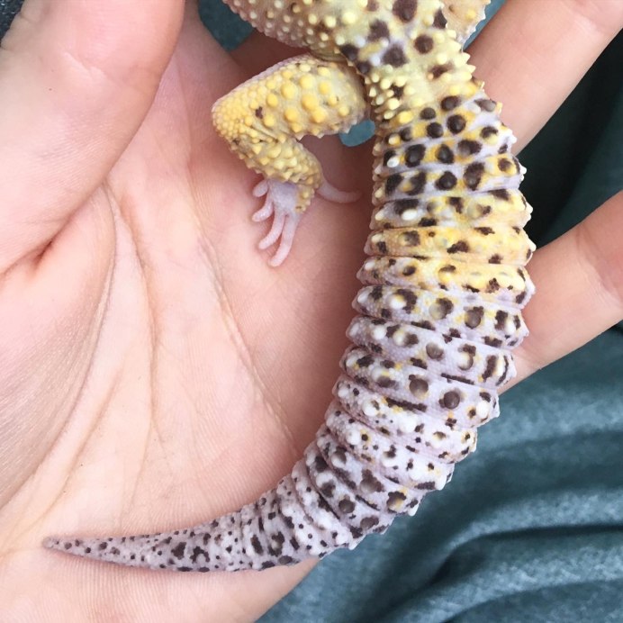 Hypo эублефар