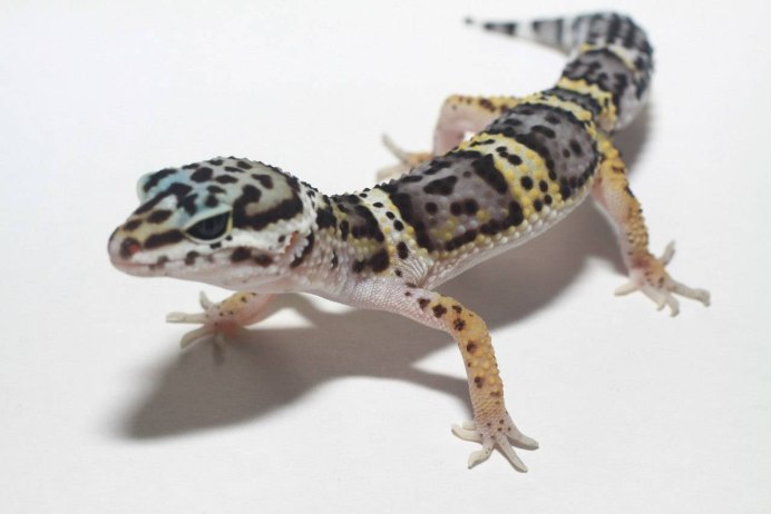 Эублефар отбросил хвост