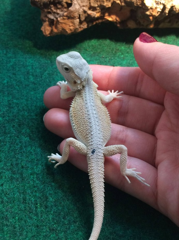 Геккон пятнистый эублефар картинка