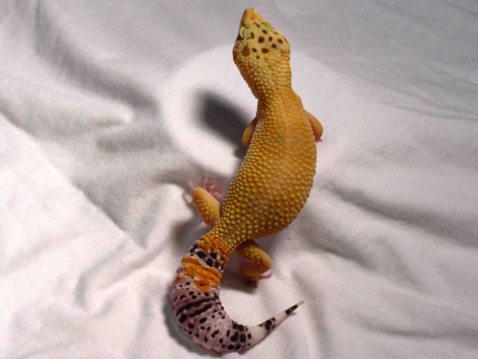 Эублефар Химера