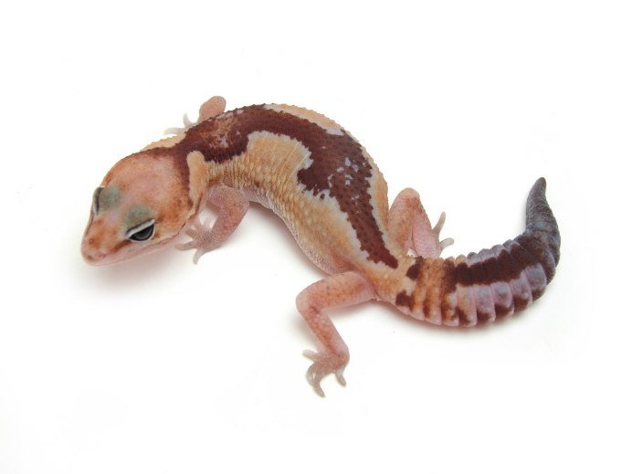 Рептилии для дома