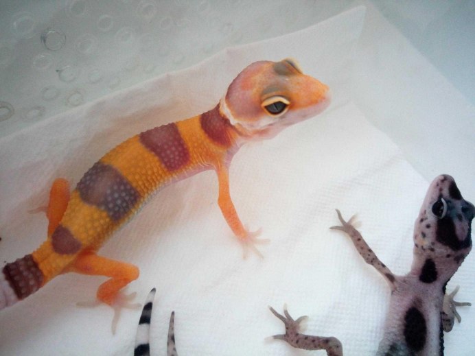 Геккон эублефар хвост
