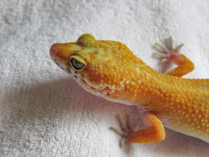 Эублефар морфы super Snow