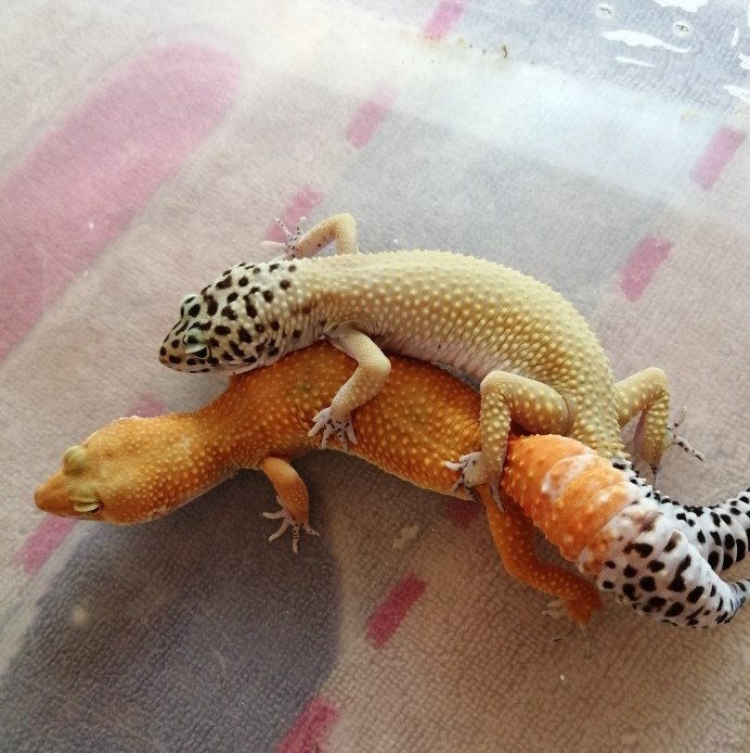 Захотелось экзотики