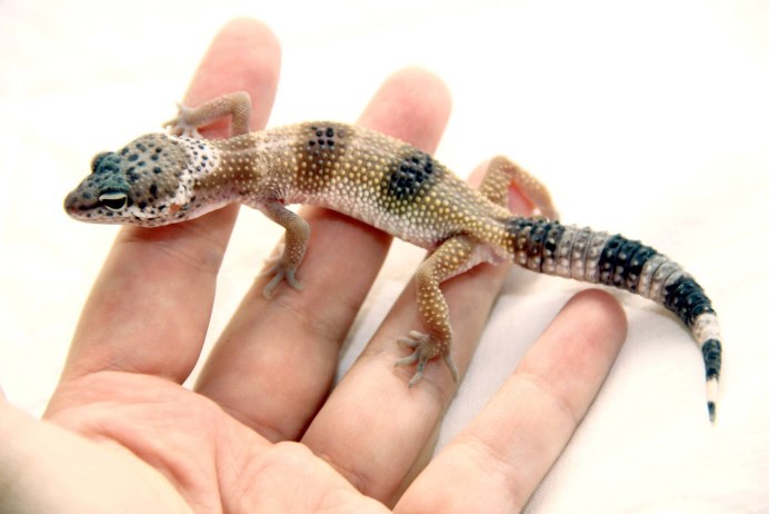 Эублефар МОРФА Танжерин Тремпер альбино