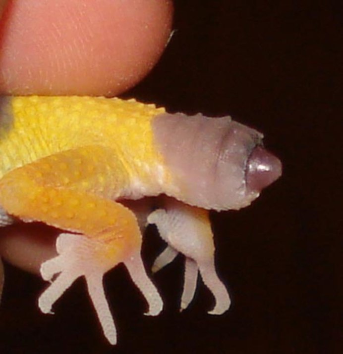 Эублефар милота